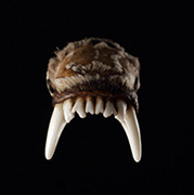 Menu subcategory image